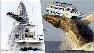 Enormes ballenas atacan barcos ¡Increíble  20 Ballenas Más Grandes Captadas en Video [upl. by Onaicilef535]