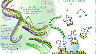 Polypeptide Synthesis [upl. by Rowney639]