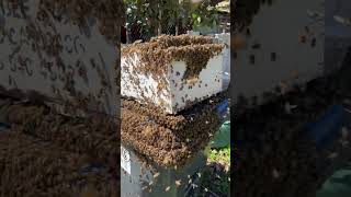 Bee Swarm On Trashcan 🐝 shorts [upl. by Annet]