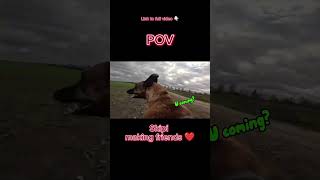 POV Skipi making friends❤️🐶short dog rescuedog galgo doglife happy shorts trending [upl. by Eylhsa864]