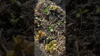 Strawbale gardens cheap way to get growing food when your soil is terrible diygardening gardening [upl. by Annehcu111]