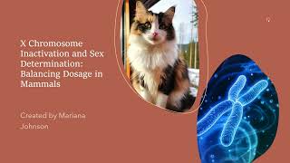 X Chromosome Inactivation and Sex Determination Balancing Dosage in Mammals [upl. by Erdnael]