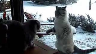 angry cat screams at an other cat through a windowmp4 [upl. by Lienhard]