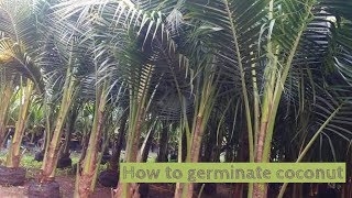 How to germinate coconut from the seed [upl. by Yevi]