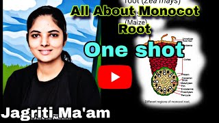 CBSE Class 11 Biology  Anatomy of Dicot and Monocot Roots  By Jagriti Maammonocotroot [upl. by Etnoid]