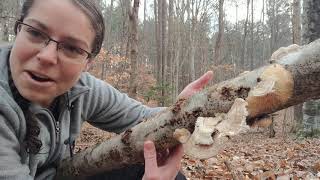 How to ID gilled polypore mushrooms Trametes betulina [upl. by Elleirbag723]