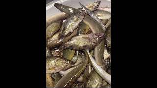 পাঁচমিশালি মাছ fish fishstore fishmarket [upl. by Kenleigh217]