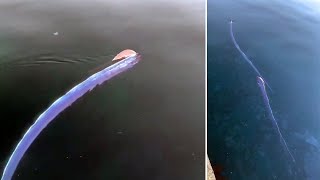 Two Rare Oarfish Seen Swimming In Japan [upl. by Eidnyl849]