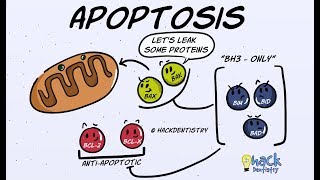 Apoptosis  Introduction Morphologic Changes and Mechanism [upl. by Francie]