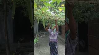 The farmer is cutting Luffa aegyptiaca from the luffa aegyptiaca tree [upl. by Jemie]