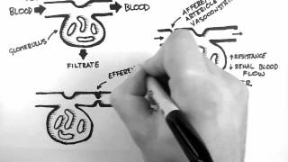 GFR 1  Control of GFR [upl. by Delanty]