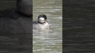 Female Bufflehead Duck [upl. by Pyotr910]