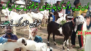 lalukhet Sunday Bakra mandi latest update 28Jan2024 bakra mandi goat farm visit gulabi kamori [upl. by Nylidnam532]