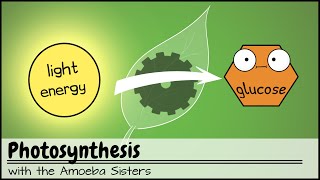 Photosynthesis UPDATED [upl. by Nedak183]