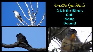 3 Little Birds  Call  Song  Sound [upl. by Leahplar]