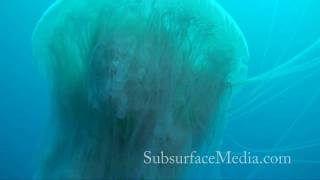 Stock Footage Stinging Cauliflower jellyfish [upl. by Gonzalo]