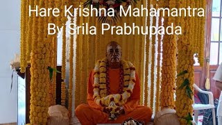 Kirtan by srila prabhupada 🔥srilaprabhupada prabhupada isckon vrindavan kirtan harekrishna [upl. by Jochebed]