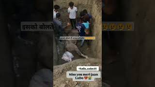 इसको बोलते हैं लगावअटैचमेंट 😢😢😢😢😢😢😢😢😢😢😢😢😢😢😢😢😢😢😢😢 [upl. by Mikeb]