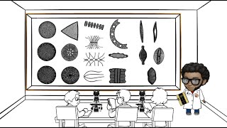 Características morfológicas de diatomeas [upl. by Llemaj176]
