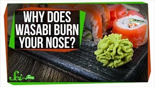 Why Does Wasabi Burn Your Nose [upl. by Bethezel]