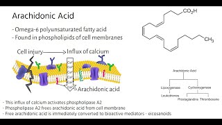 Arachidonic Acid Metabolic Pathways [upl. by Sivle]