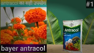 Bayer Antracol fungicide बयार antracol फंगिसाइडpropineb70wp फसल मैं antracol के फायदे धान [upl. by Zoes]