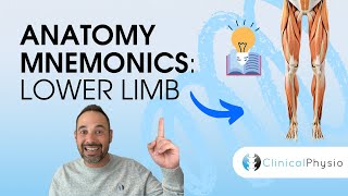 Learn Anatomy Lower Limb Anatomy Mnemonics and Memory Aids  Anatomy Made Easy [upl. by Doowle]