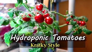 Growing Hydroponic Tomatoes Indoors Using the Kratky Method [upl. by Nevi]