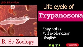 Life cycle of Trypanosoma l BSc Zoology l Full details l Explanation l kkeducationn [upl. by Amalia]