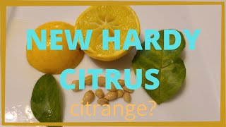 New Hardy Citrus discovery in Virginia [upl. by Seyler]