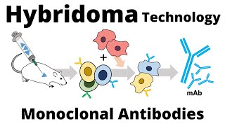 Hybridoma Technology for the Production of Monoclonal Antibodies [upl. by Aridni698]