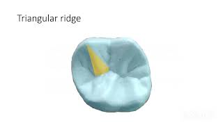 LANDMARKS OF TOOTH  CUSP  RIDGE  FOSSA SULCUSGROOVEPITSMAMELONSCINGULUMTooth Morphology 1 [upl. by Kyte]