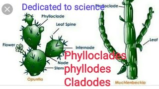 Phylloclades phyllodes cladodes with examples [upl. by Ronym432]