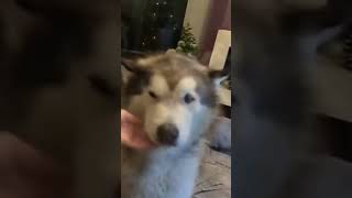 This Dog ACTUALLY Says Woof And Answers Back [upl. by Gan]