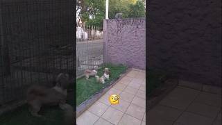 DOGS LATINDO PRO GATINHO dogs gatinho shortsvideo [upl. by Ayila]