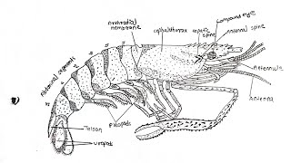 simple drawing of prawn palaemondrawing art biology [upl. by Eiryt]