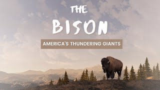 Bison Natures Majestic Beast [upl. by Thoma]