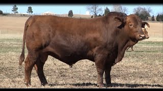 2018 OHOA Beefmaster Herdsire Video [upl. by Neimad]