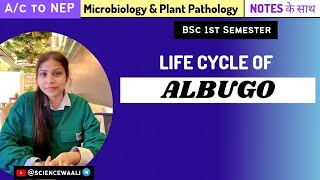 Albugo  Life Cycle of Albugo  Bsc Botany  sciencewaali [upl. by Okikuy107]