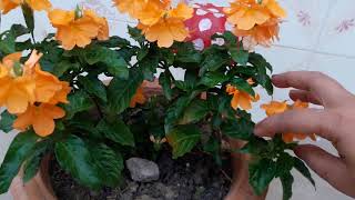 How to grow and care crossandra kanakambaram plant [upl. by Elane758]