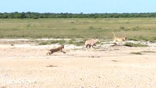 Lions trap Oryx in Etosha National Park [upl. by Comfort666]