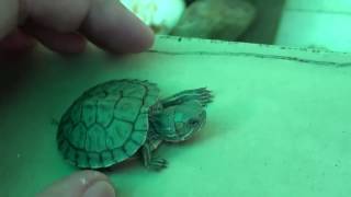 Drowned baby Red Eared Slider Turtle back to live [upl. by Namsaj353]