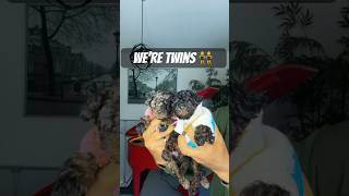 We’re Twins 👯 puppy poodle toypoodlelove twins cutepuppy shorts viralvideos [upl. by Alejna766]