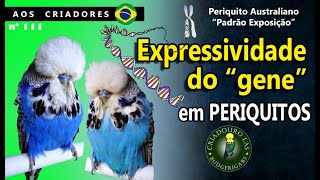 EXPRESSIVIDADE DO quotGENEquot NOS PERIQUITOS AUSTRALIANOS  CRIADOURO LAS [upl. by Unity]