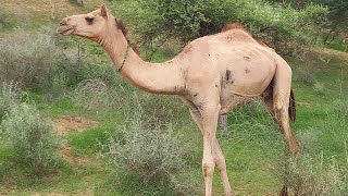 the beautiful camels of tharparker ❤  camel animal video🥰  deserts camel😍camel animals [upl. by Tatman]