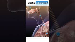 Exhalation process  Respiretion [upl. by Nirroc]