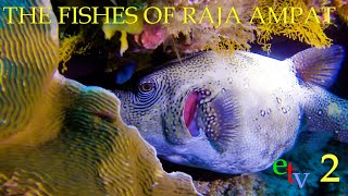 THE FISHES OF RAJA AMPAT  02 English version [upl. by Kimitri]