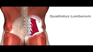 Two Minutes of Anatomy Quadratus Lumborum QL [upl. by Stegman]