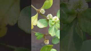 Alternanthera philoxeroides plant flowers gardenplants [upl. by Ynnig]