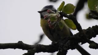 Cantec de pitigoi  song of chaffinch [upl. by Towill]